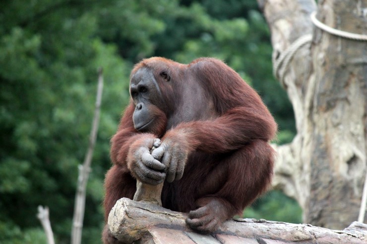 Male Borneo Orangutan.
