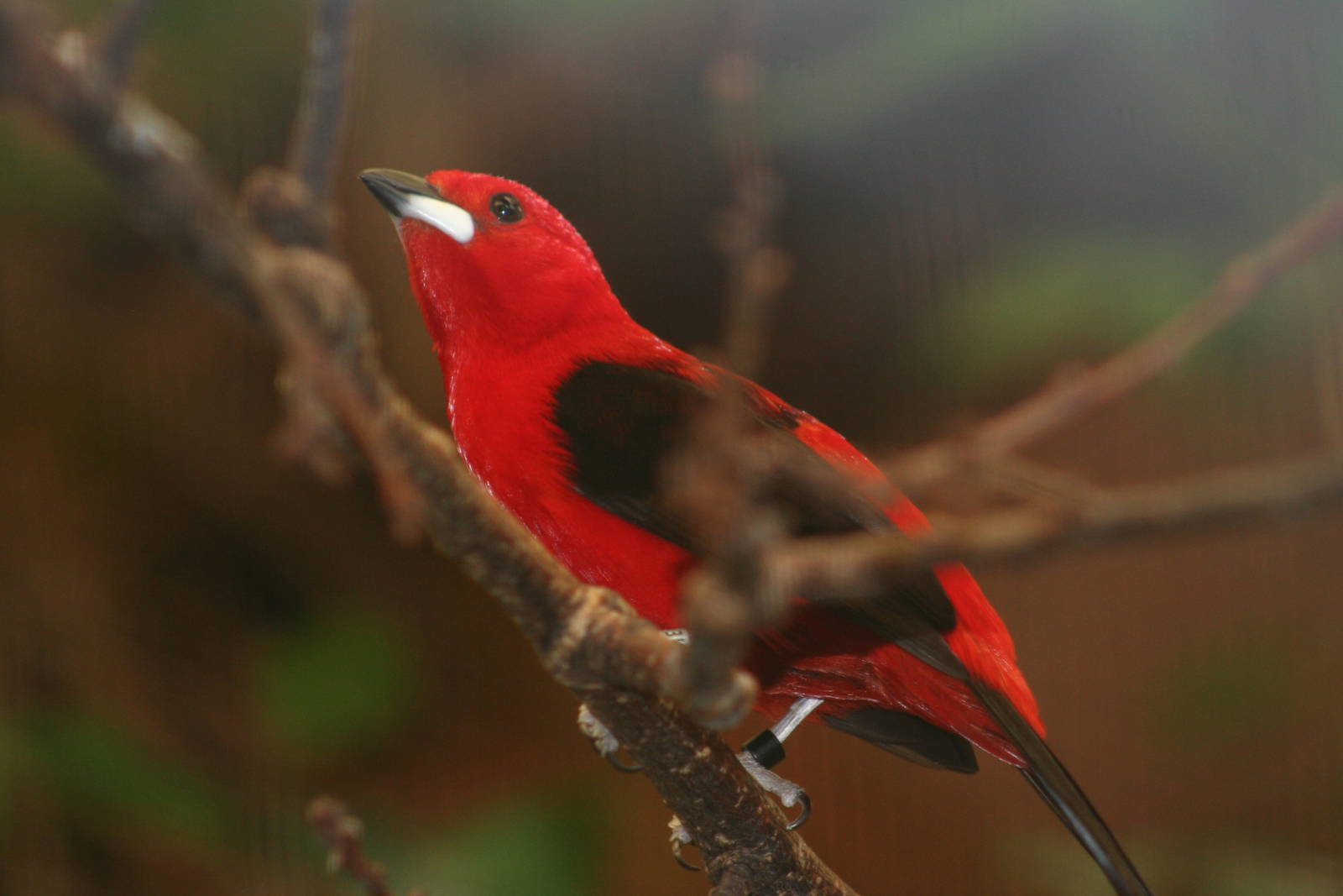 Male Brazilian Tanager @ Chester; 01.07.2011