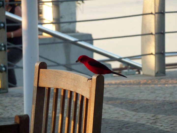 Male Brazilian tanager