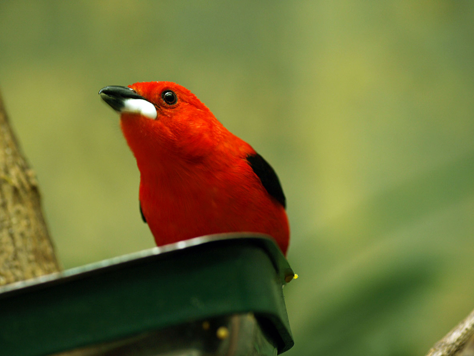 Male Brazilian tanager