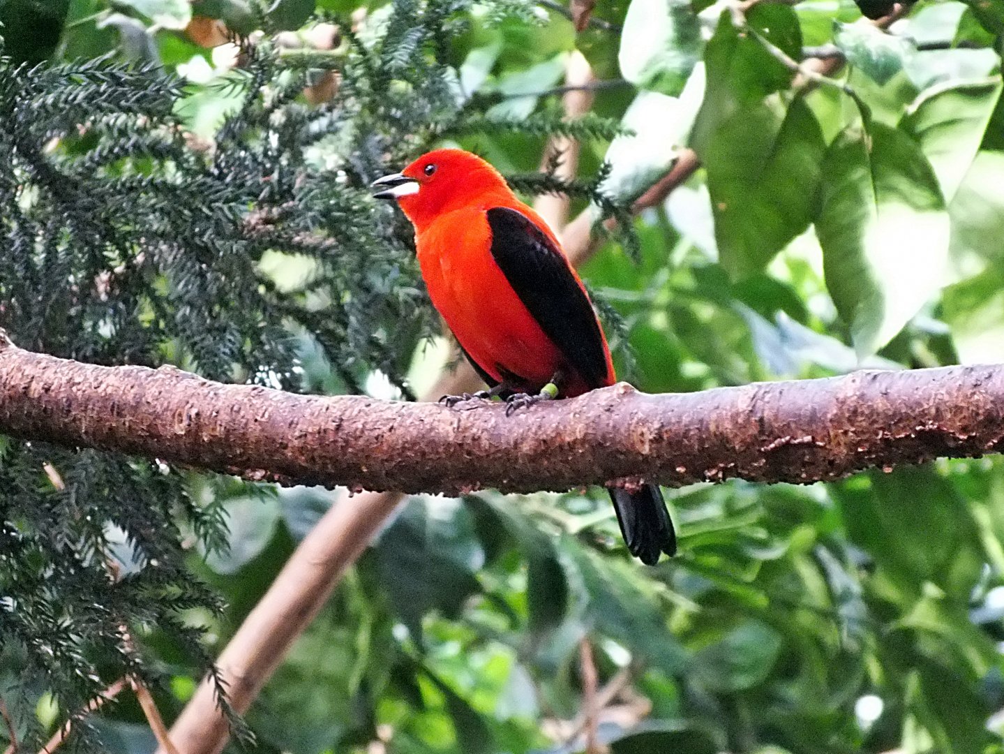 Male Brazilian tanager