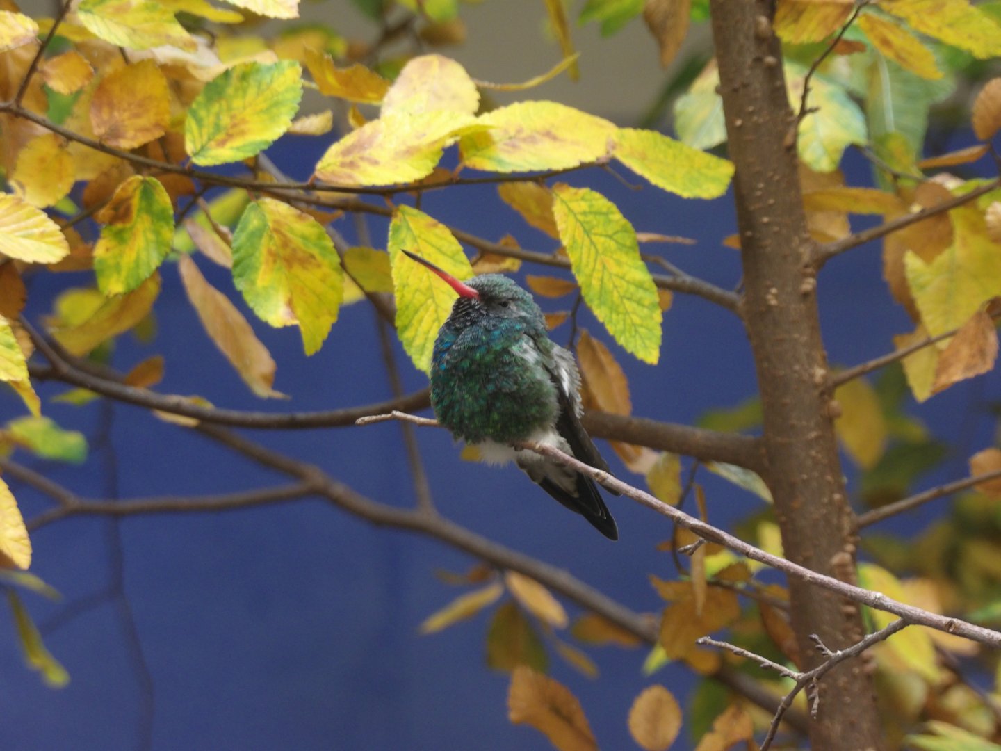 Male Broad-Billed Hummingbird(Cynanthus latirostris)