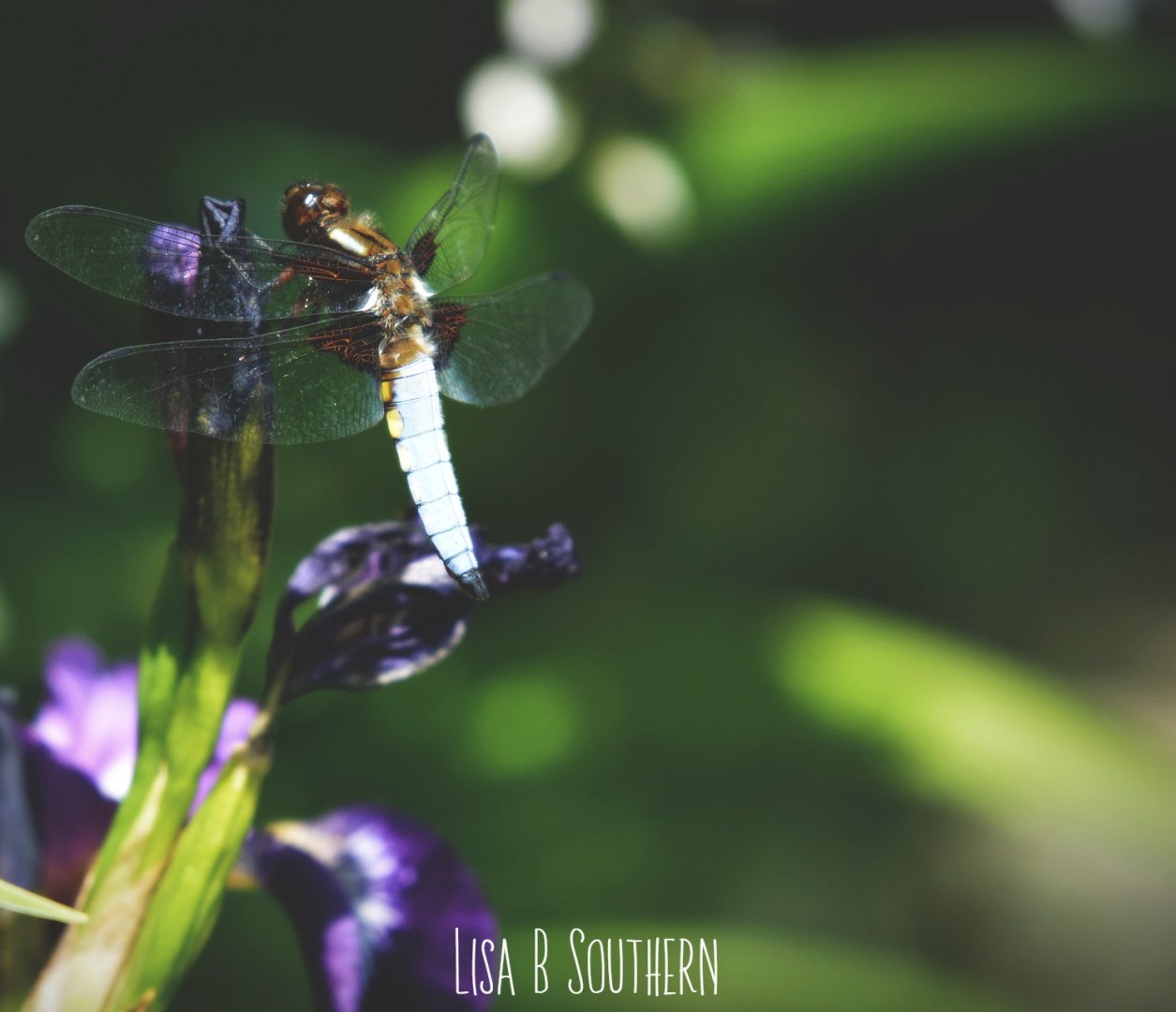 Male Broad - Bodied Chaser