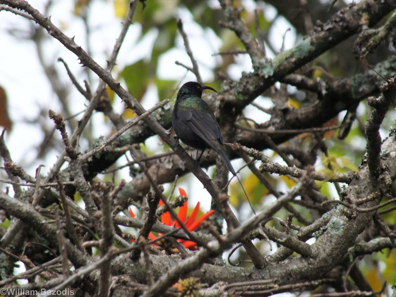 Male Bronze Sunbird