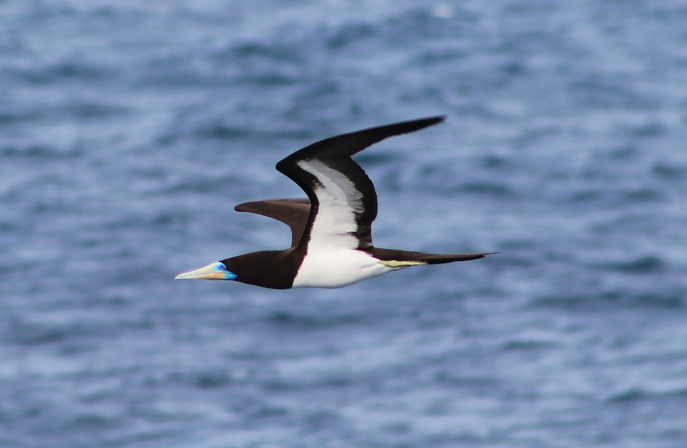Male Brown Booby (Sula leucogaster)