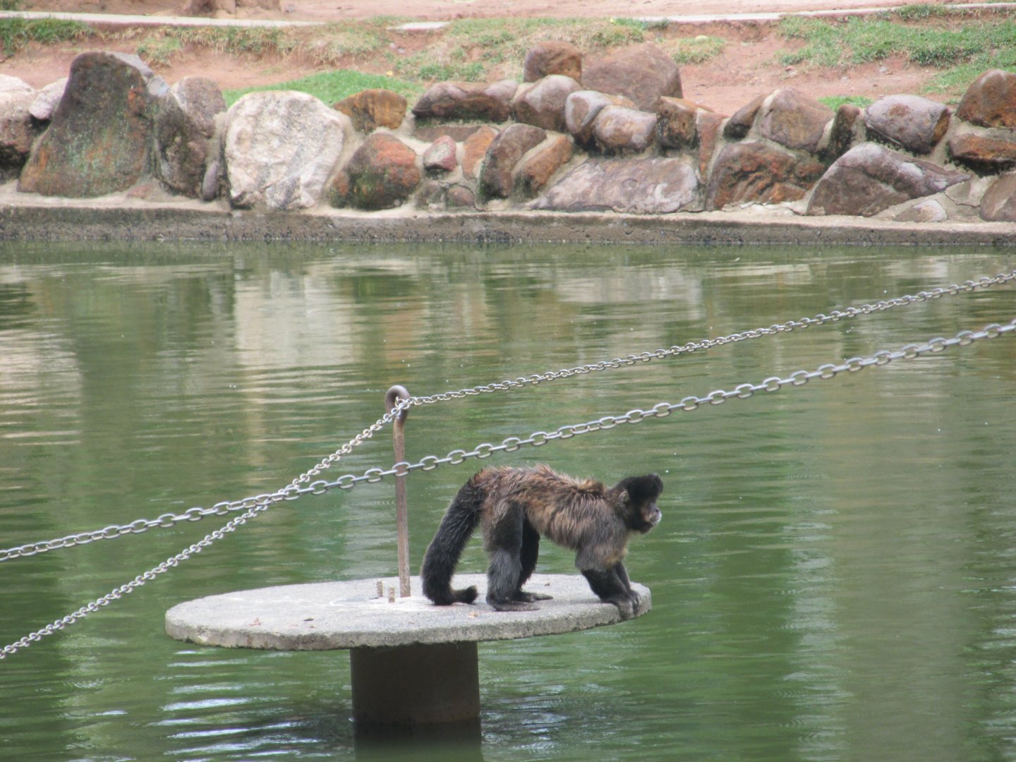 male brown capuchin monkey