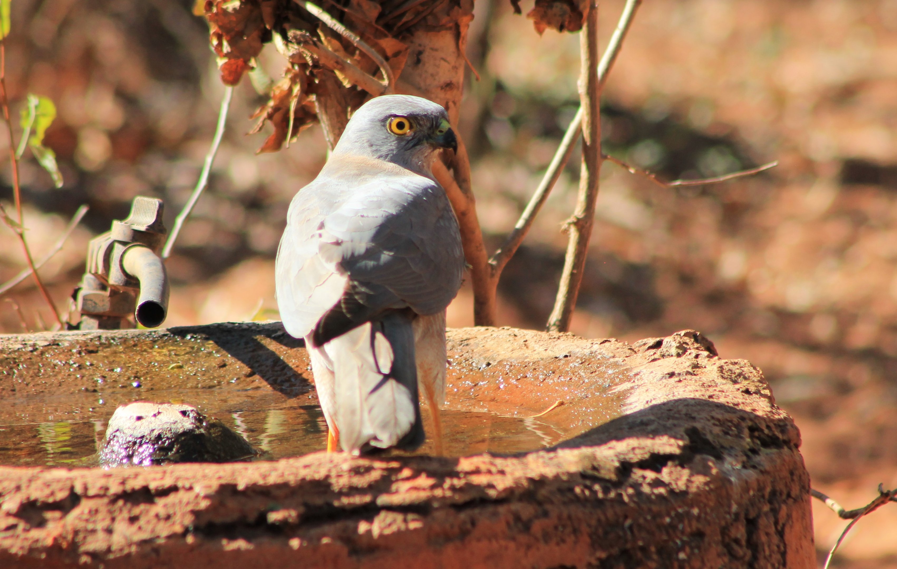 male Brown Goshawk (Tachyspiza fasciata)