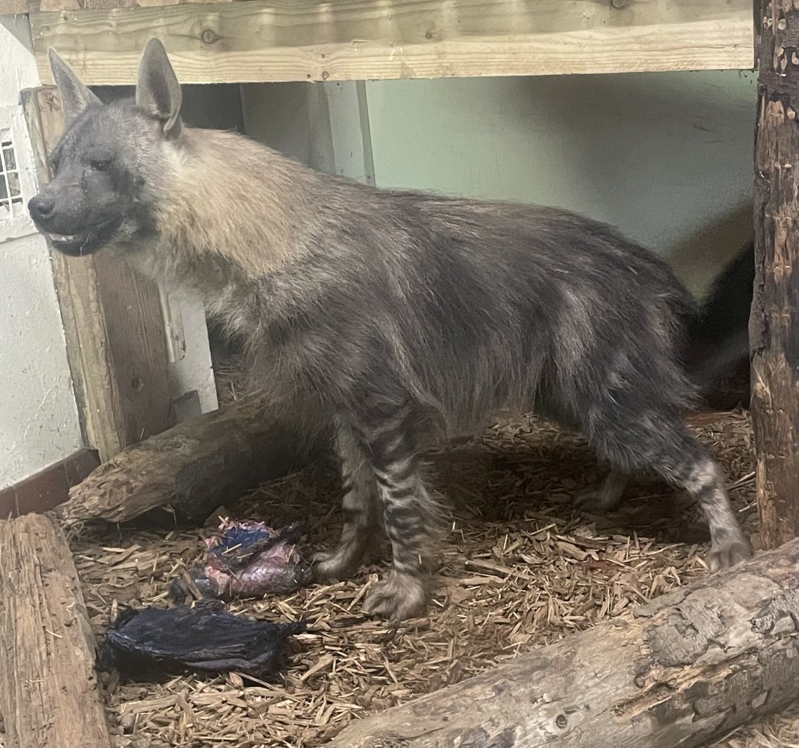 Male Brown Hyaena, Quinn