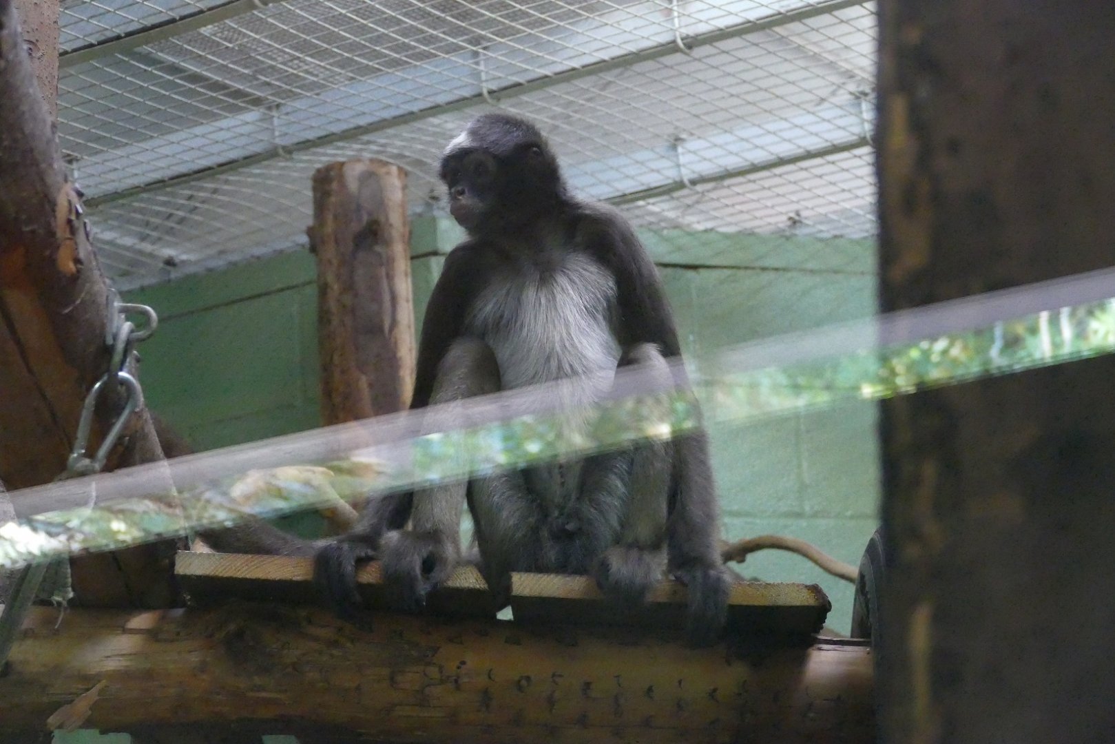 Male brown spider monkey, September 2020