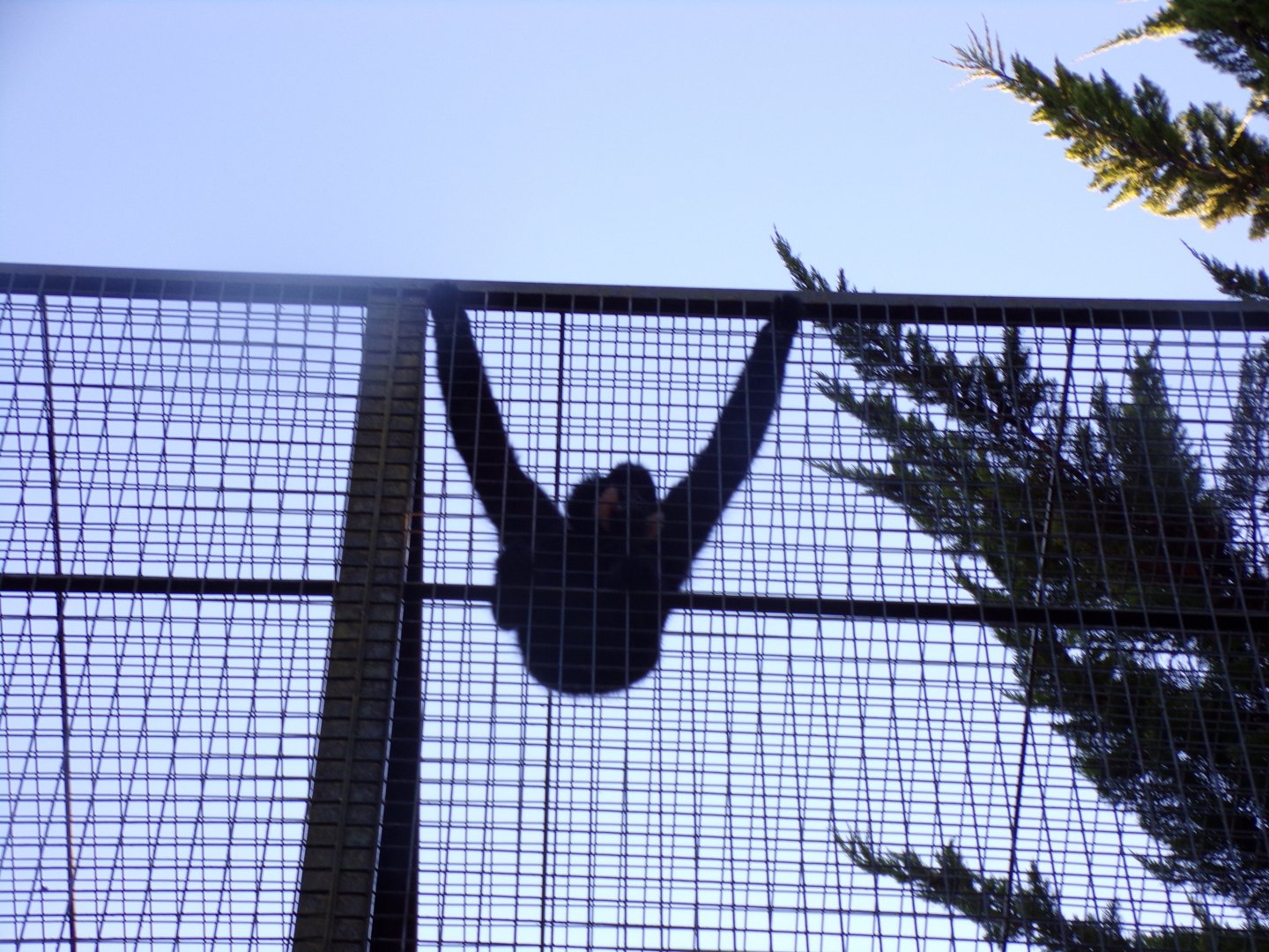 Male Buff-cheeked gibbon 1.1.24