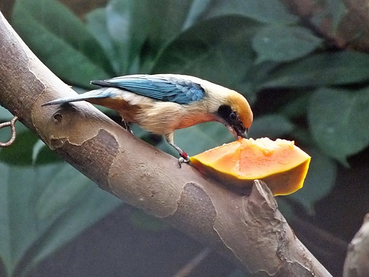 Male burnished buff tanager