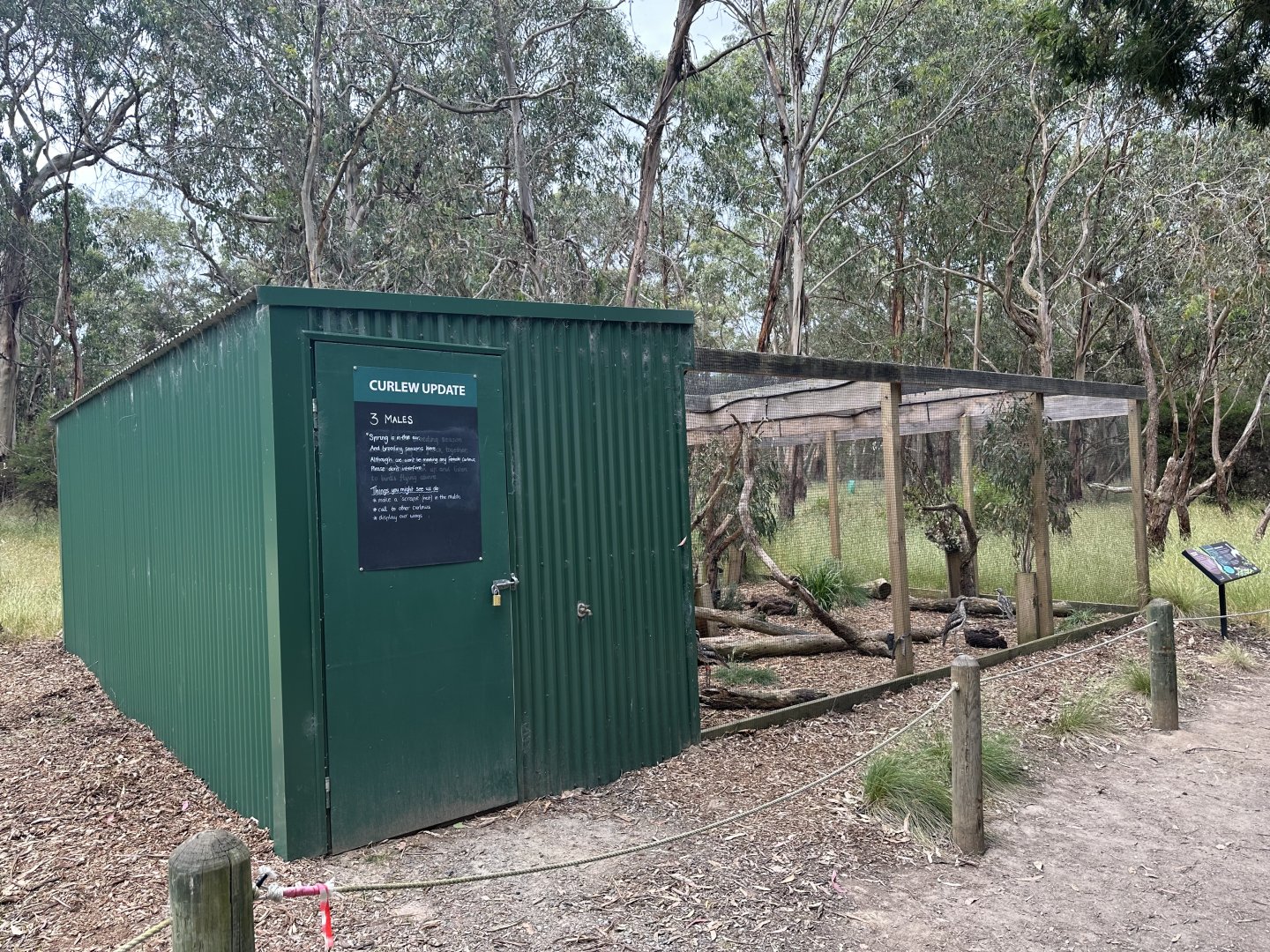 Male Bush stone-curlew aviary (Koala Conservation Reserve, Phillip Island)
