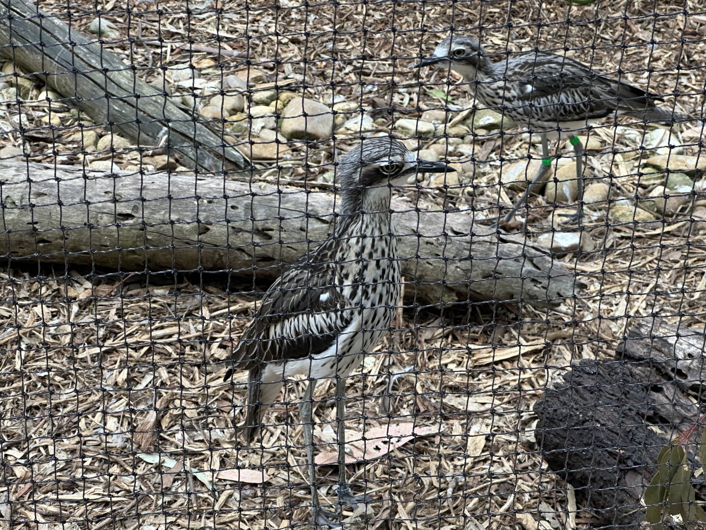 Male Bush stone-curlew (Koala Conservation Reserve, Phillip Island)