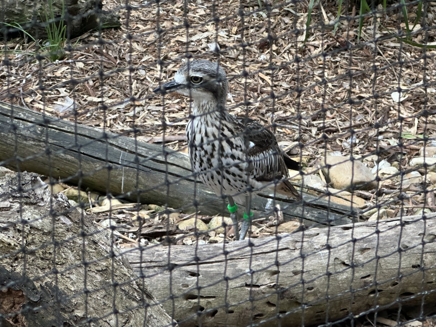 Male Bush stone-curlew (Koala Conservation Reserve, Phillip Island)
