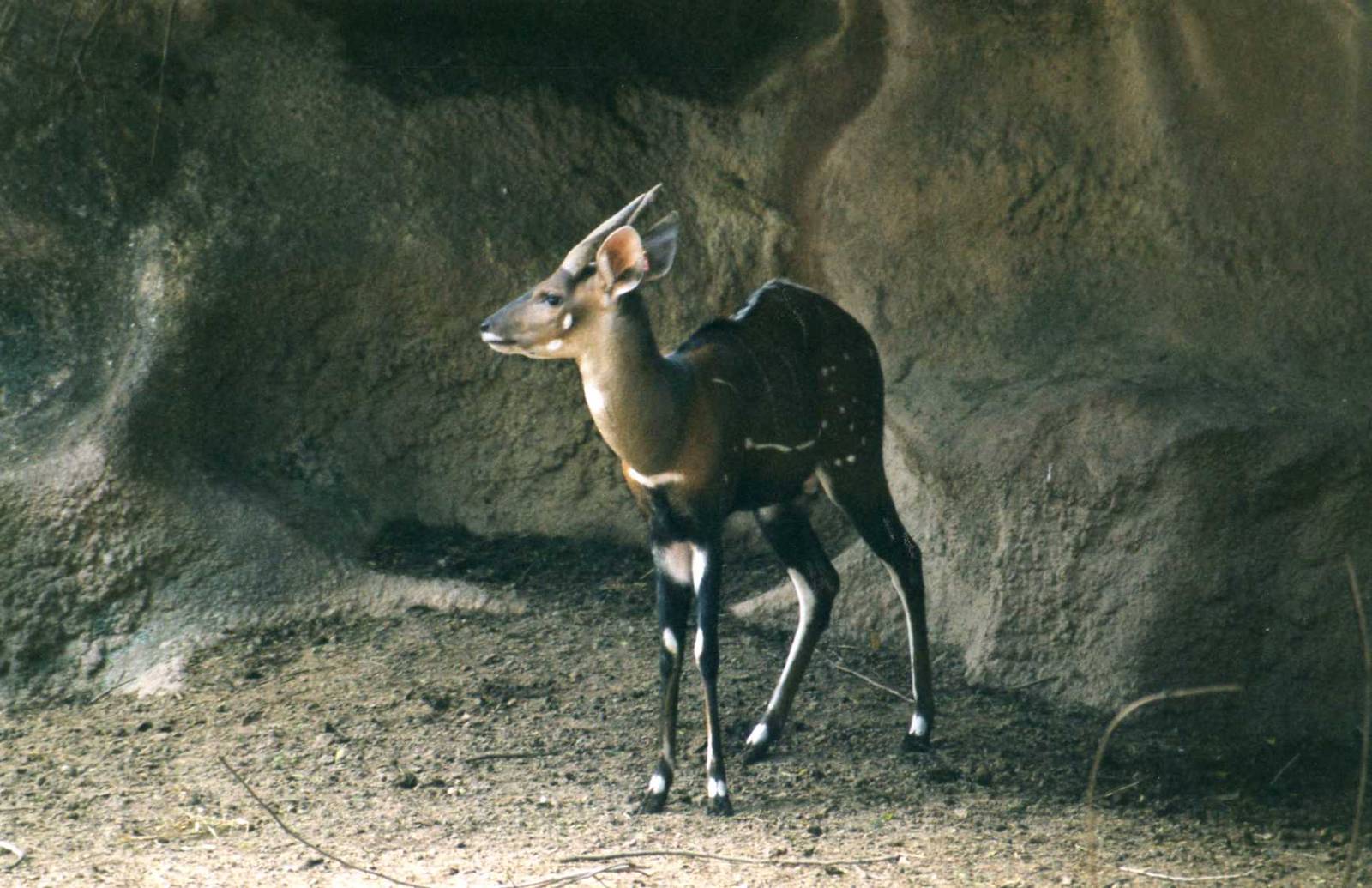 Male Bushbok