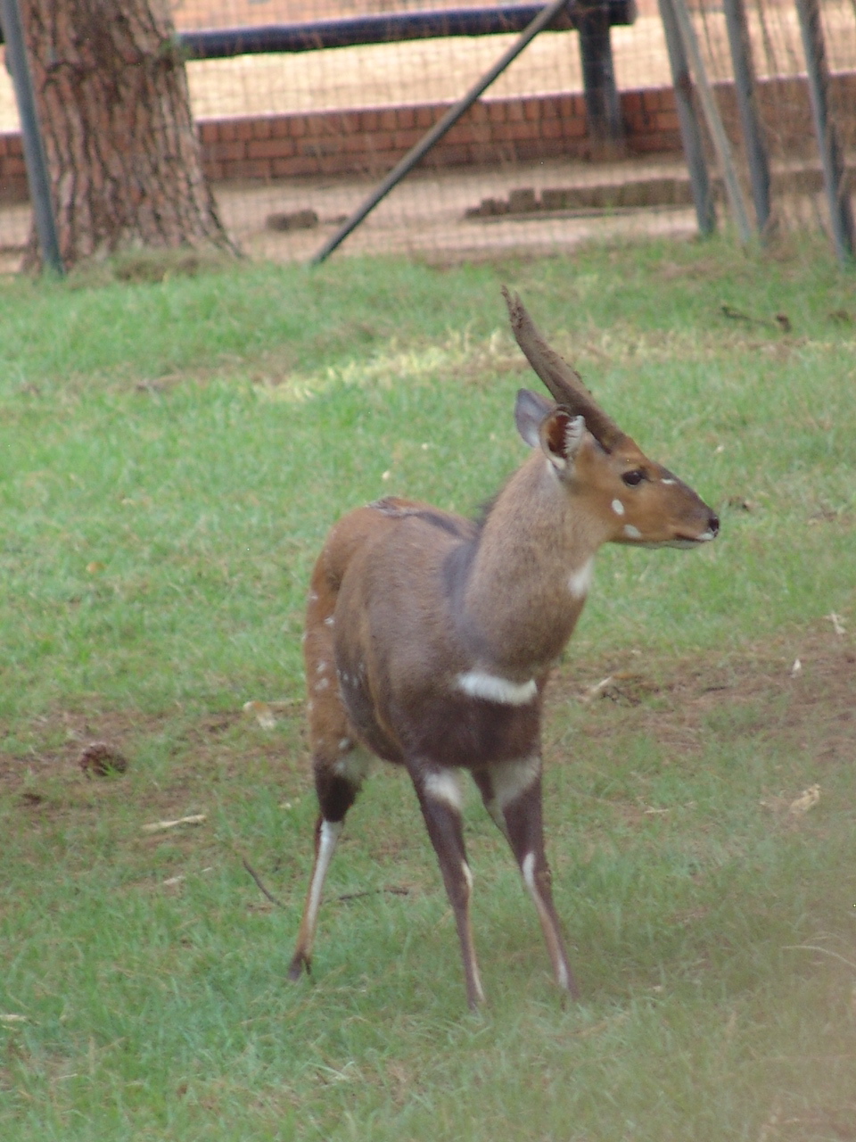 Male Bushbuck or Imbabala (Tragelaphus sylvaticus)