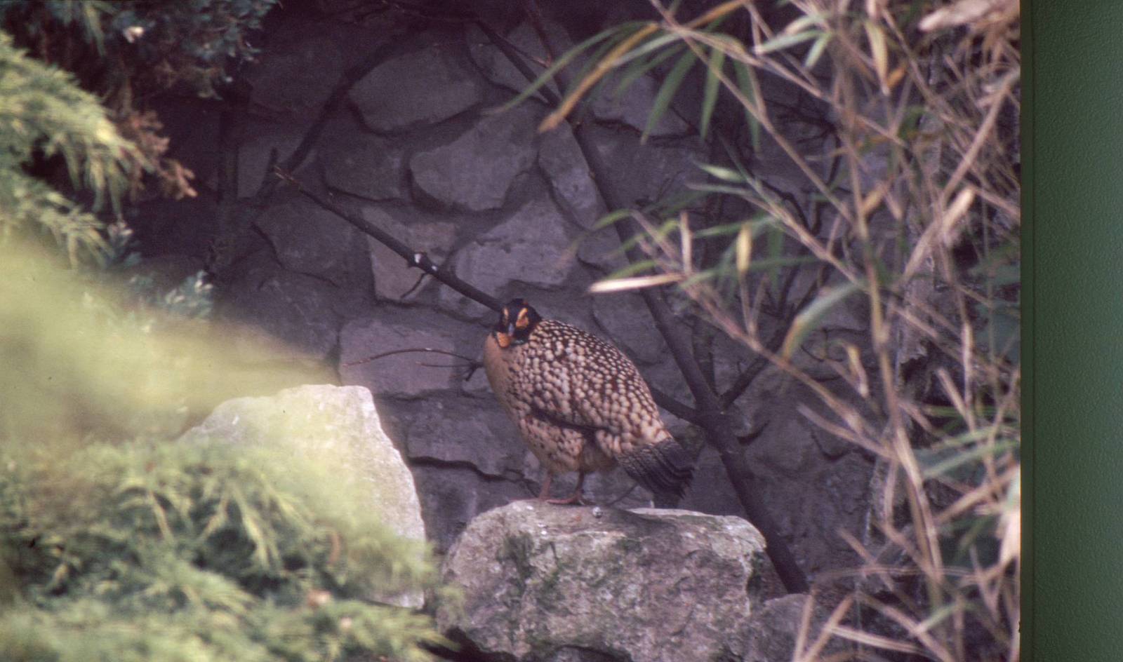 male Cabot's Tragopan (Tragopan caboti)