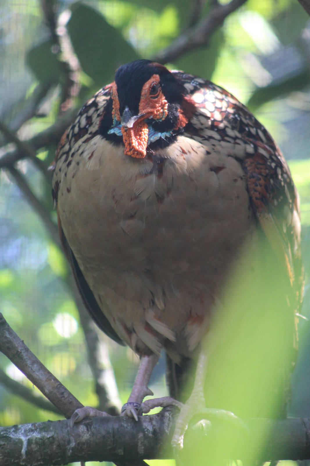 male Cabot's Trasgopan (Tragopan caboti) Chester Zoo 20th July 2016