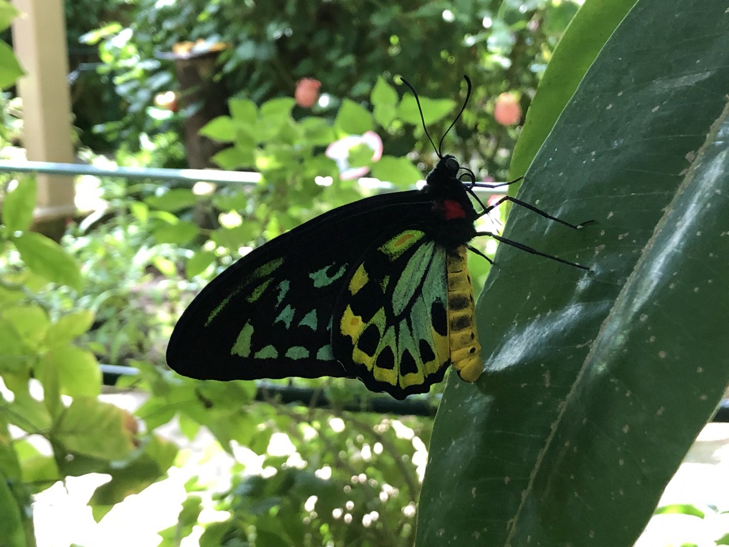 Male Cairns birdwing
