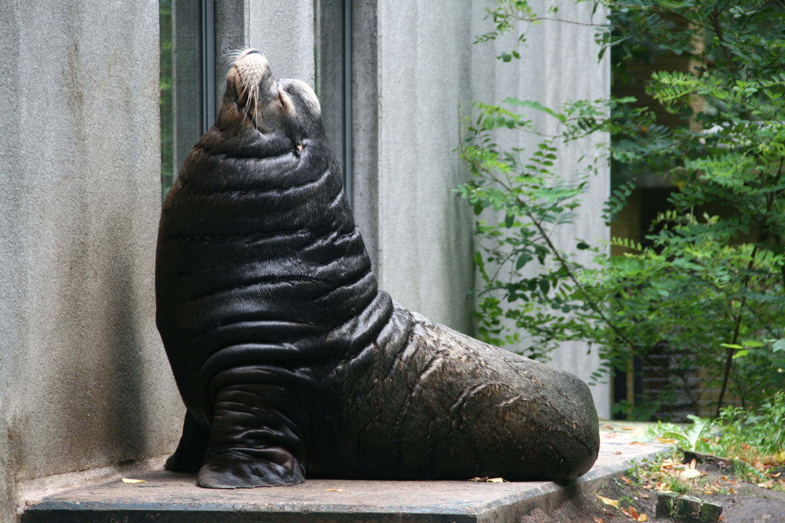 Male Calefornia sea lion Joop