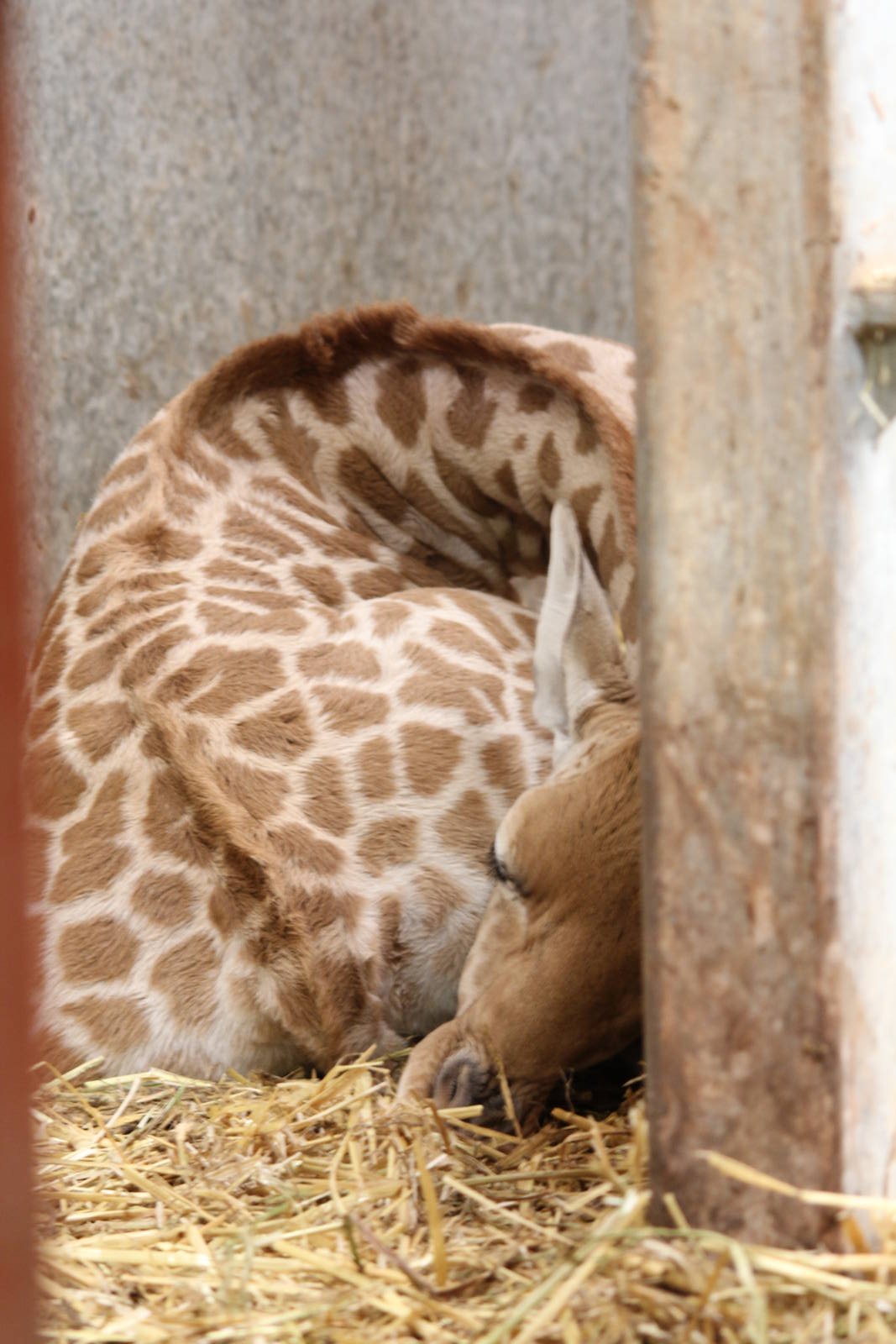 Male calf snoozing 1-4-14
