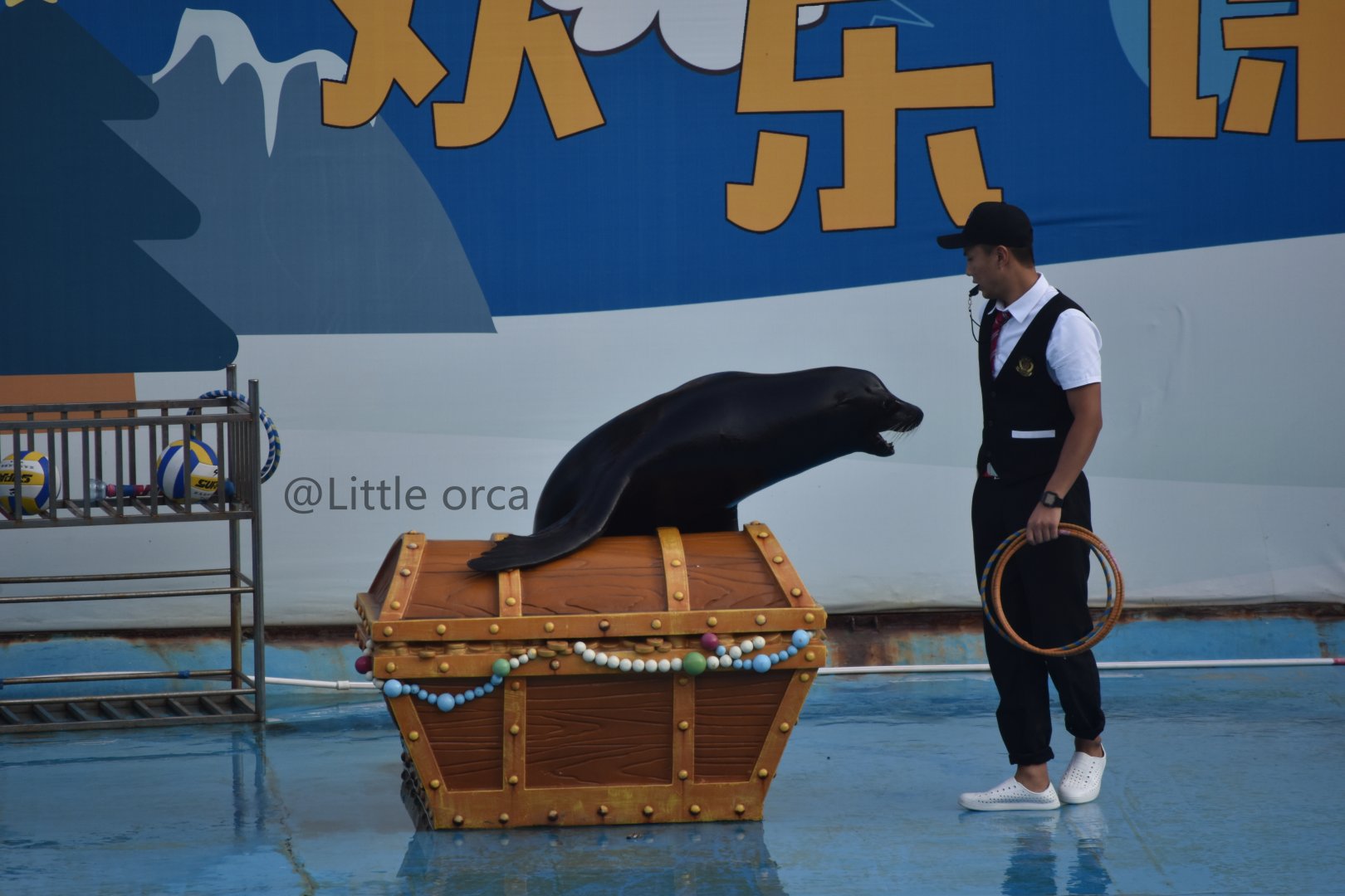Male california sea lion（Zalophus californianus）