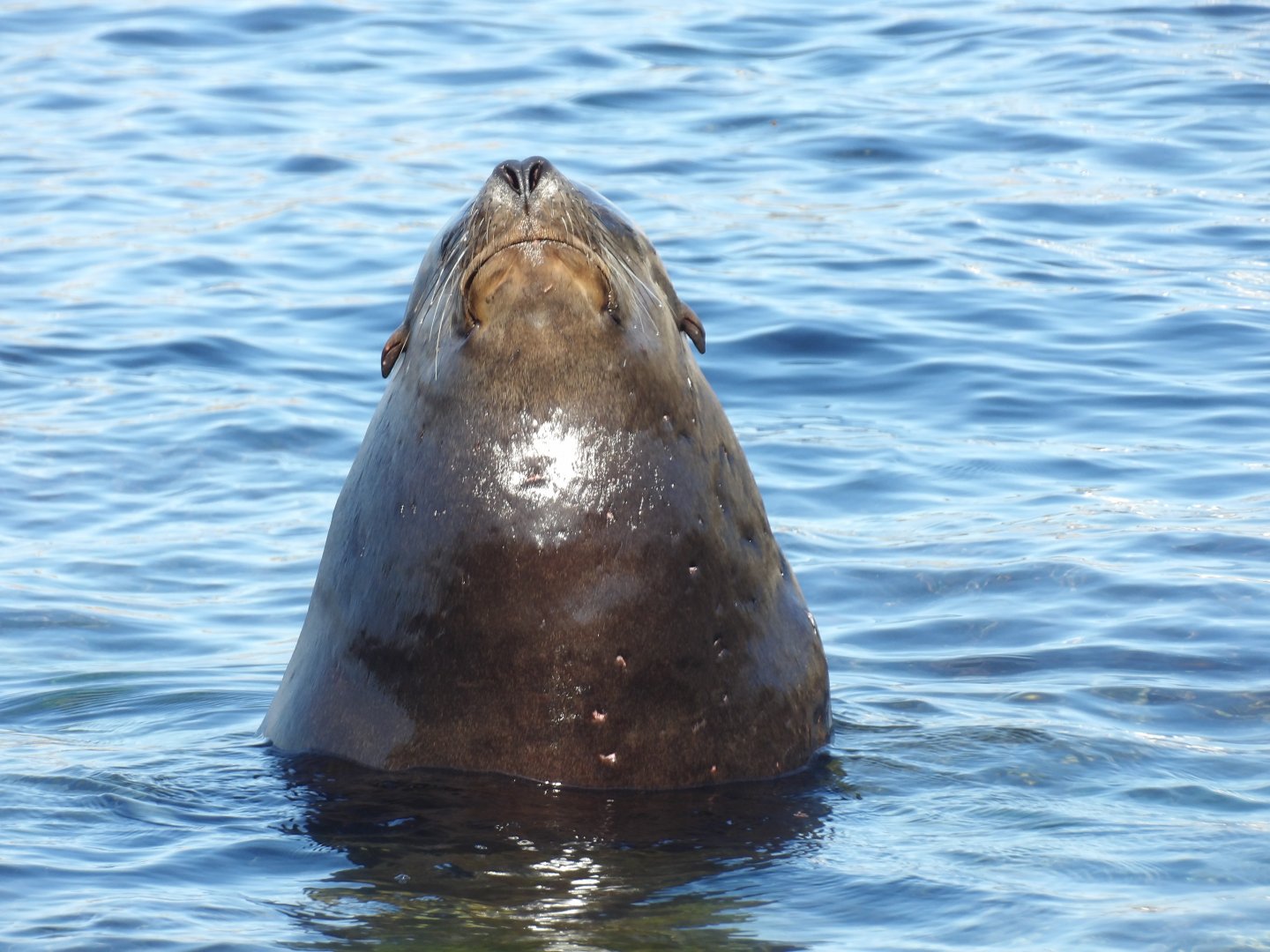 Male California Sea Lion