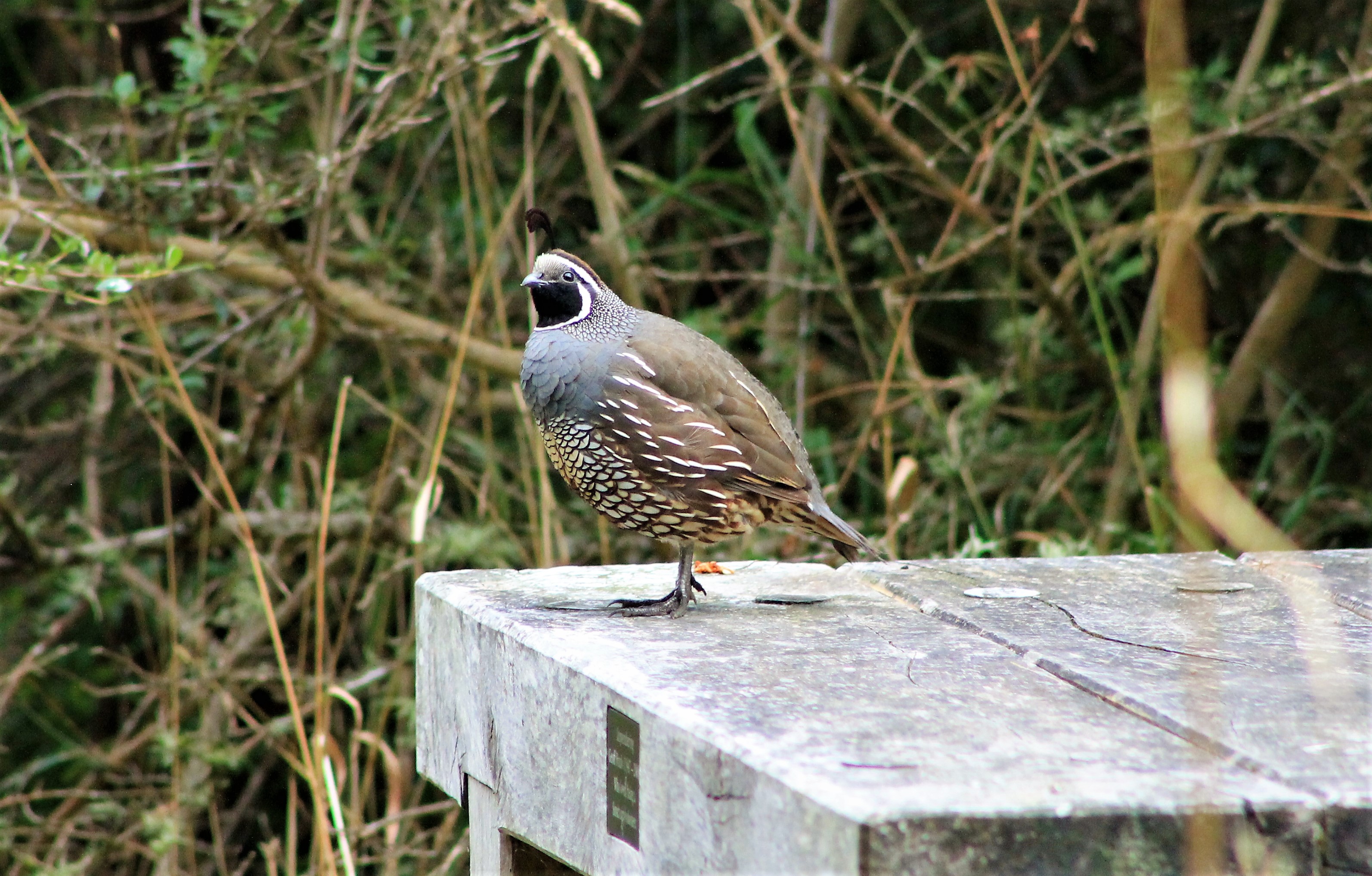 male Californian Quail (Callipepla californica)