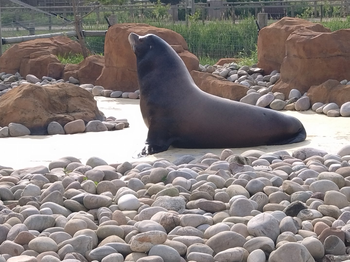 Male Californian Sealion Dominic 6/6/24
