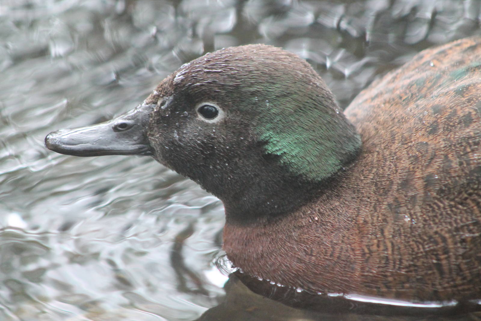 male Campbell Island teal (Anas nesiotis)