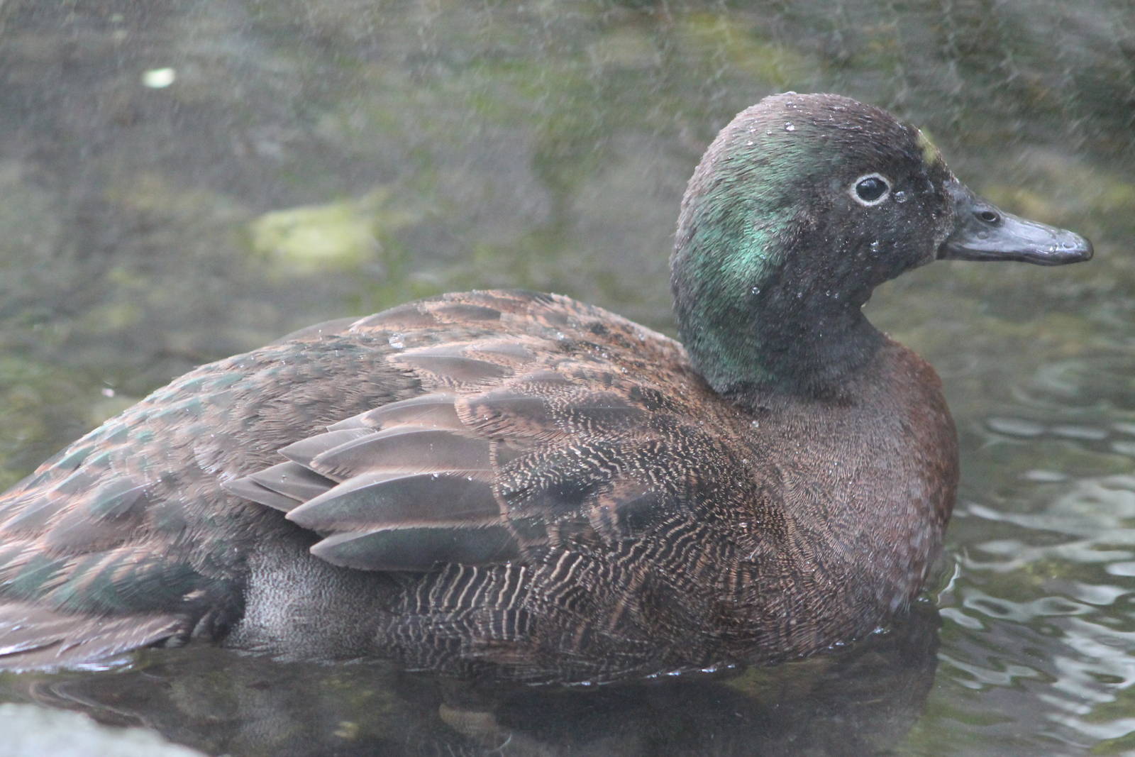 male Campbell Island teal (Anas nesiotis)