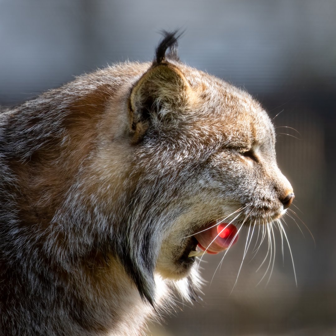 Male Canadian Lynx / 15-4-21