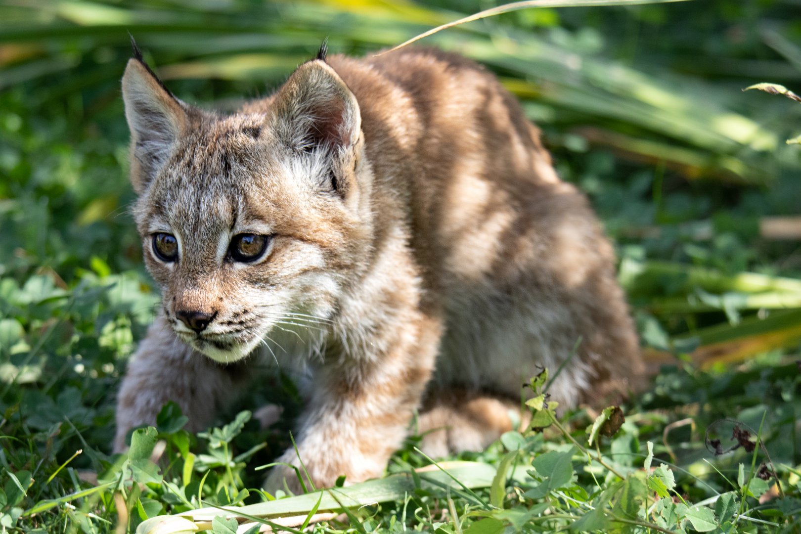 Male Canadian Lynx kitten / Hamerton / 13-9-19