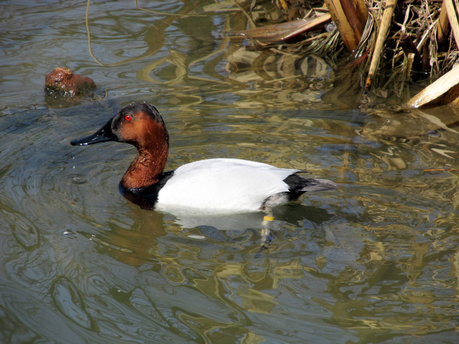 Male Canvasback