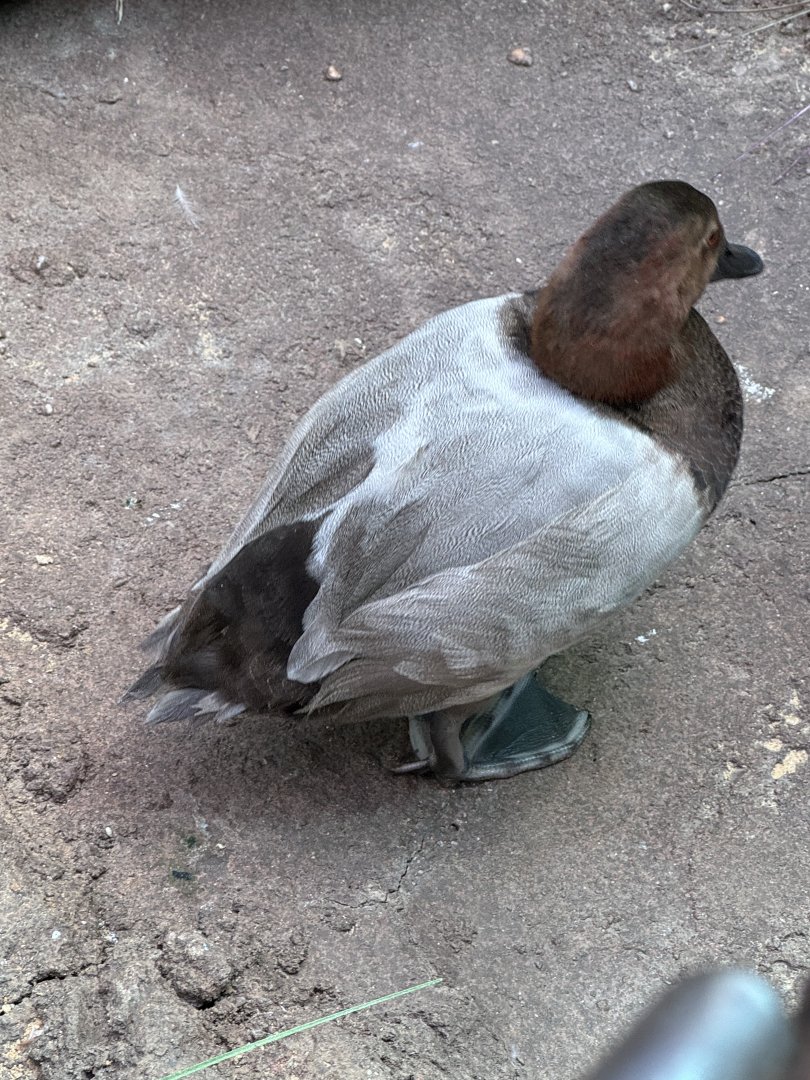 Male canvasback