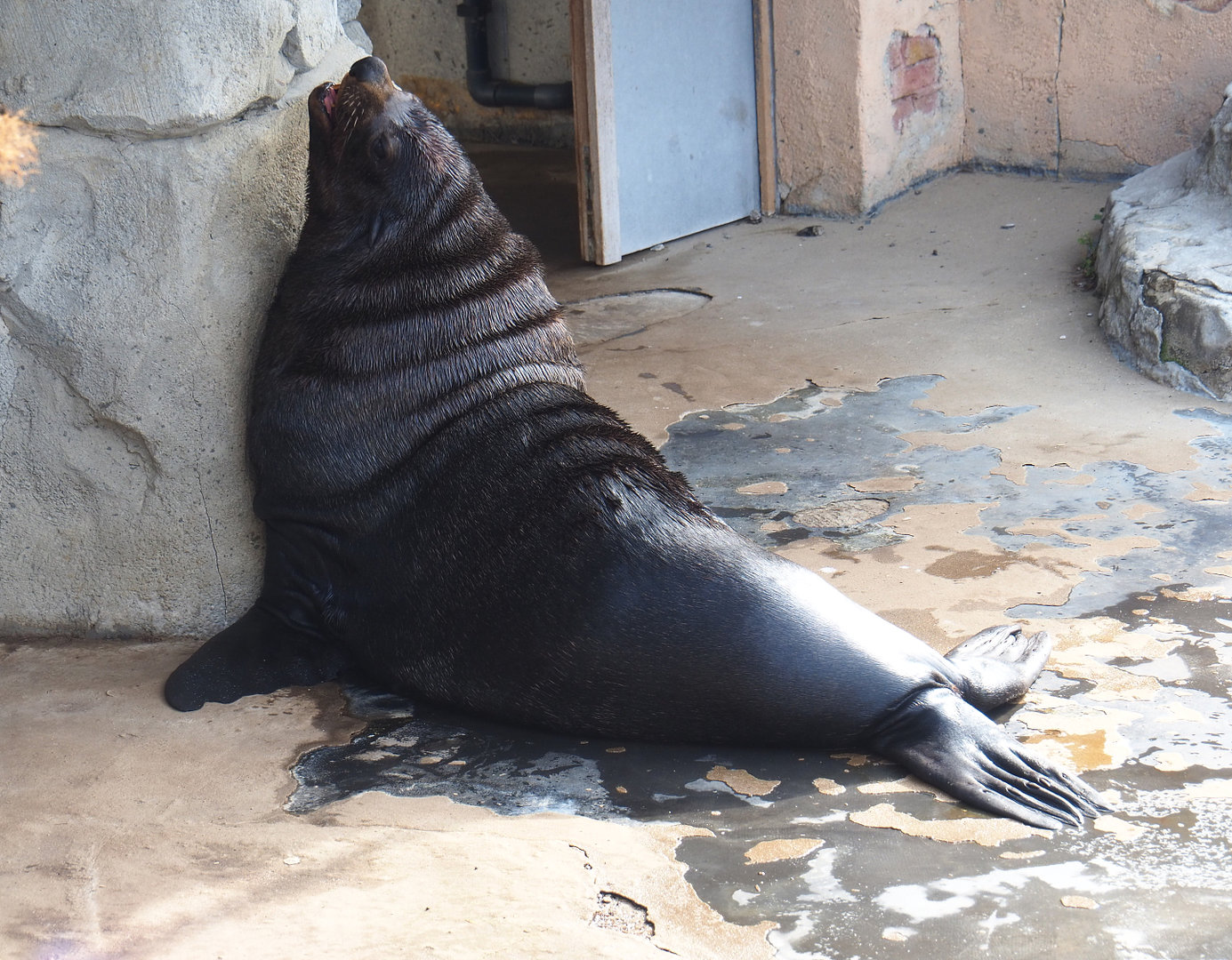 Male Cape fur seal (Arctocephalus pusillus pusillus), 2022-09-15