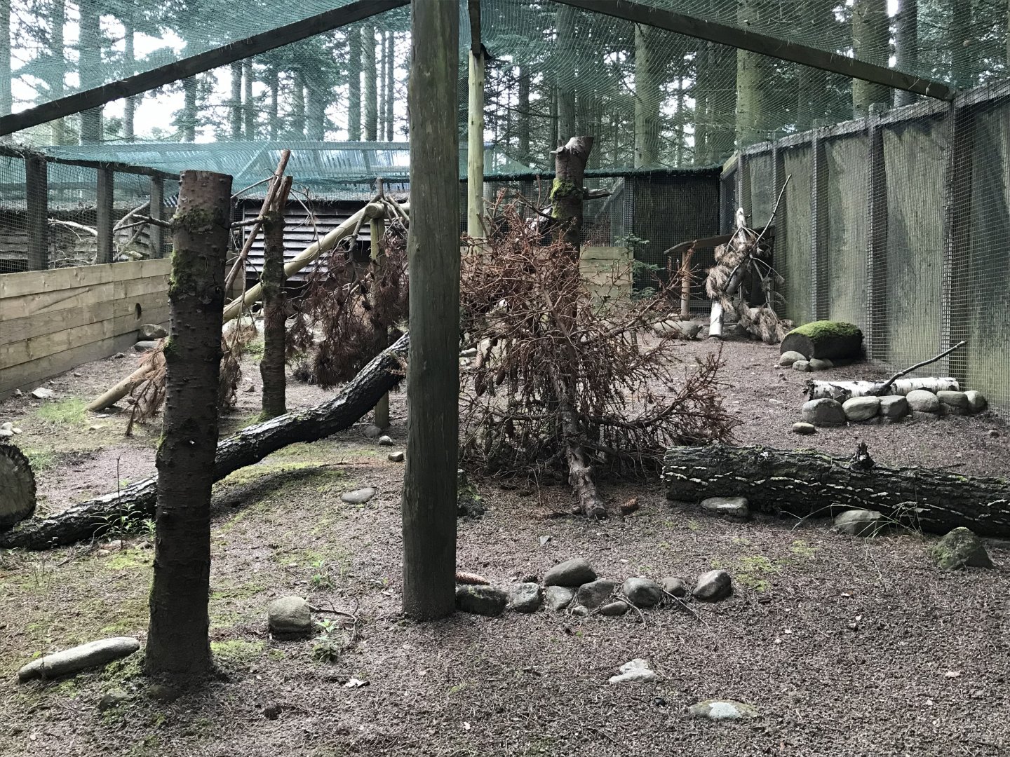 Male capercaillie enclosure