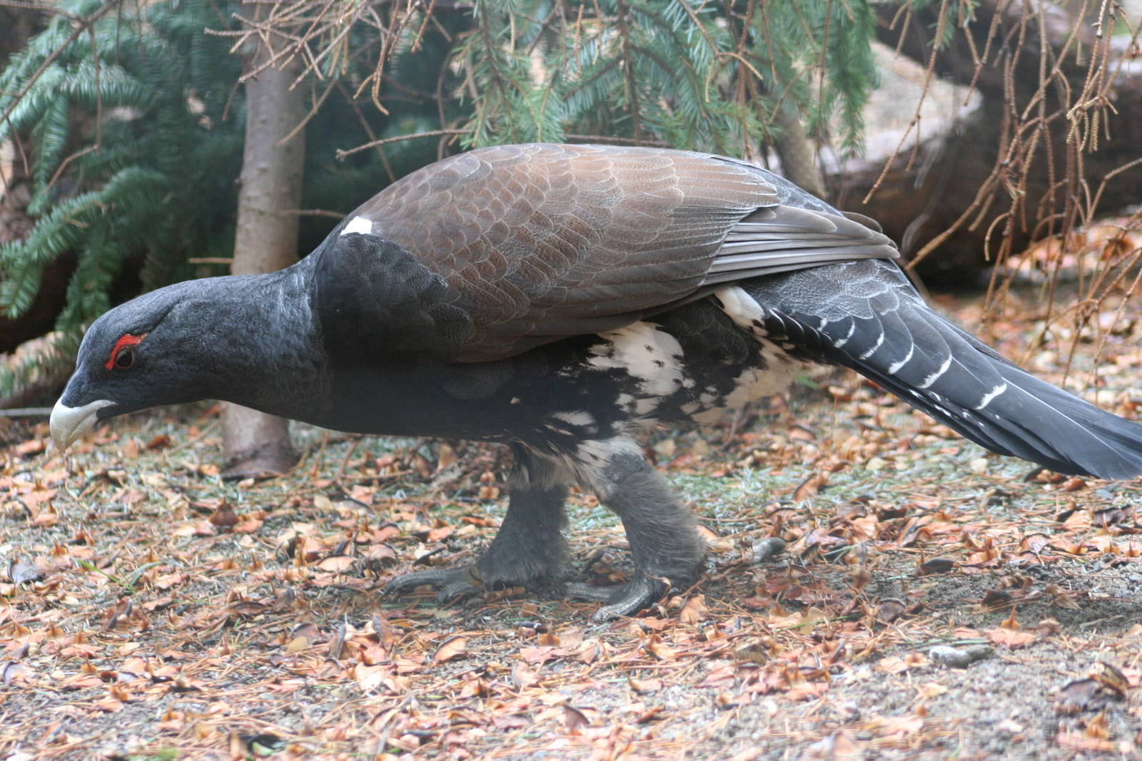 Male Capercaillie @ Highland Wildlife Park; 16.10.2014