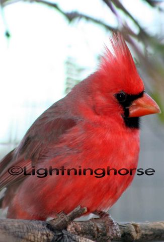 Male Cardinal