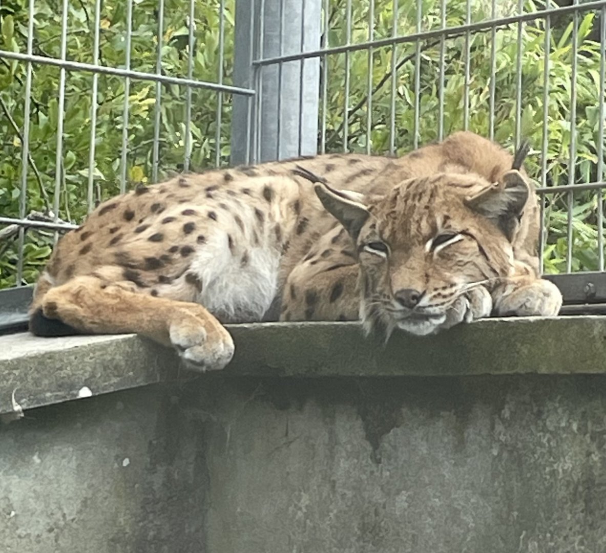 Male Carpathian Lynx, Onyx