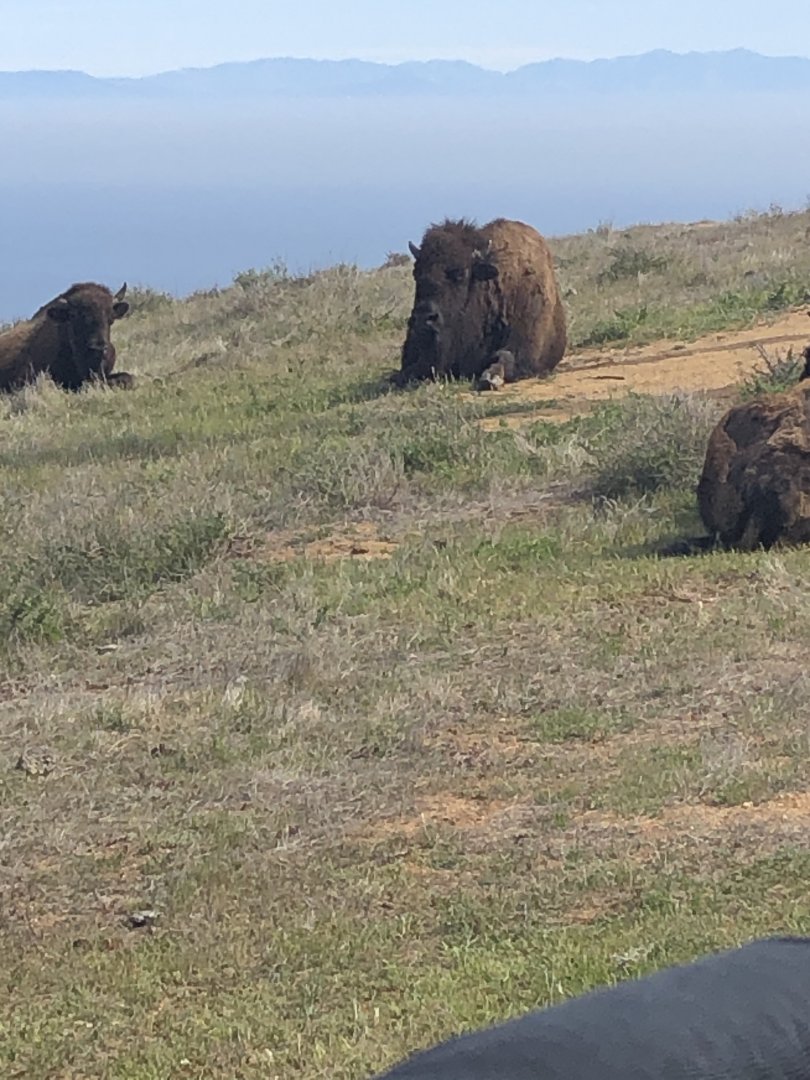 Male Catalina Island Bison