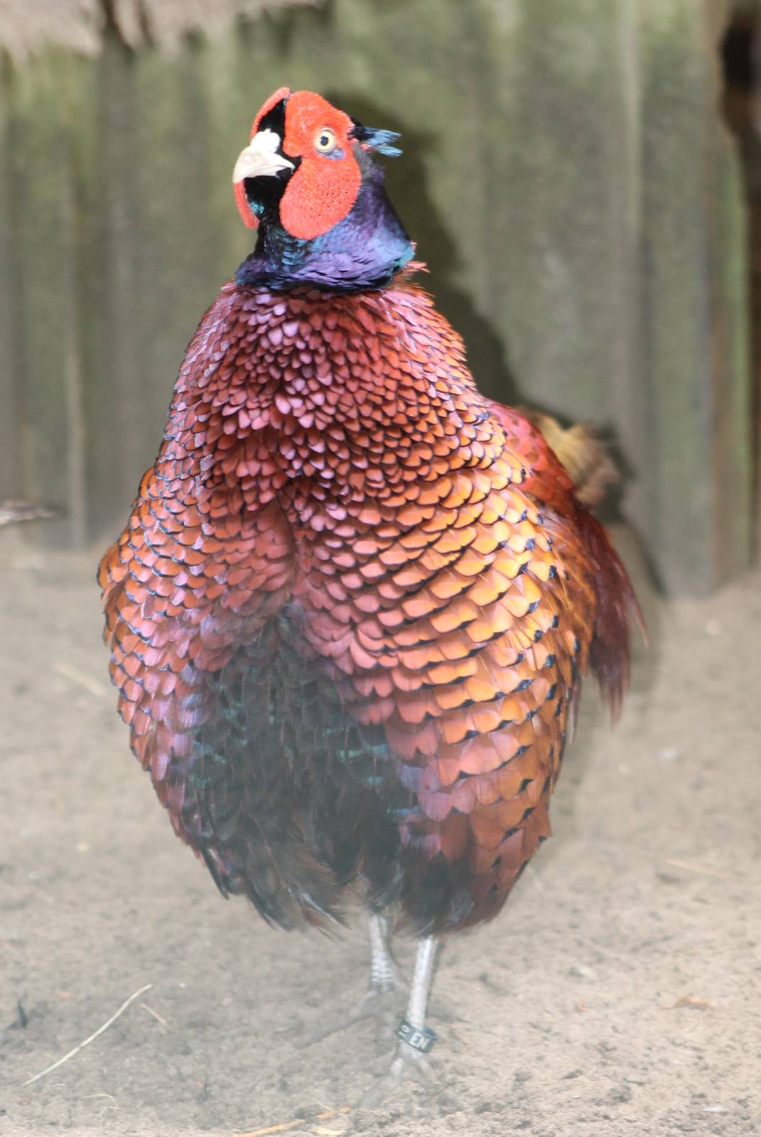 Male Caucasian pheasant