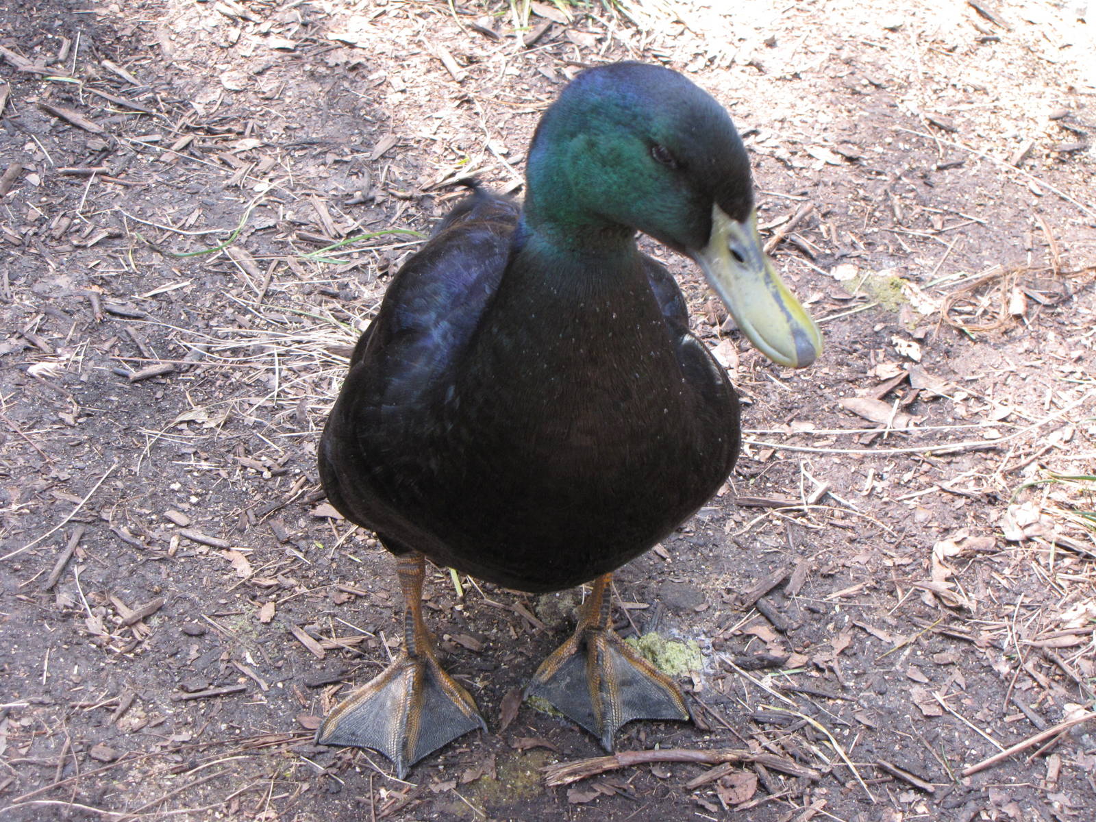 Male Cayuga Duck