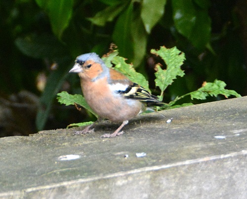 Male chaffinch  (Introduced)