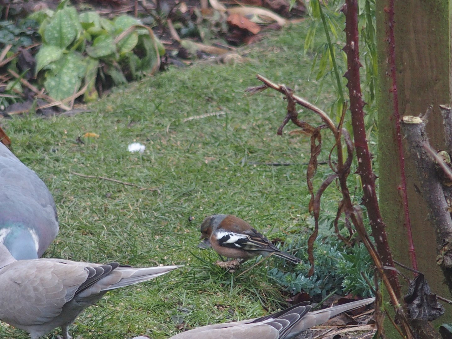male chaffinch with warty foot.