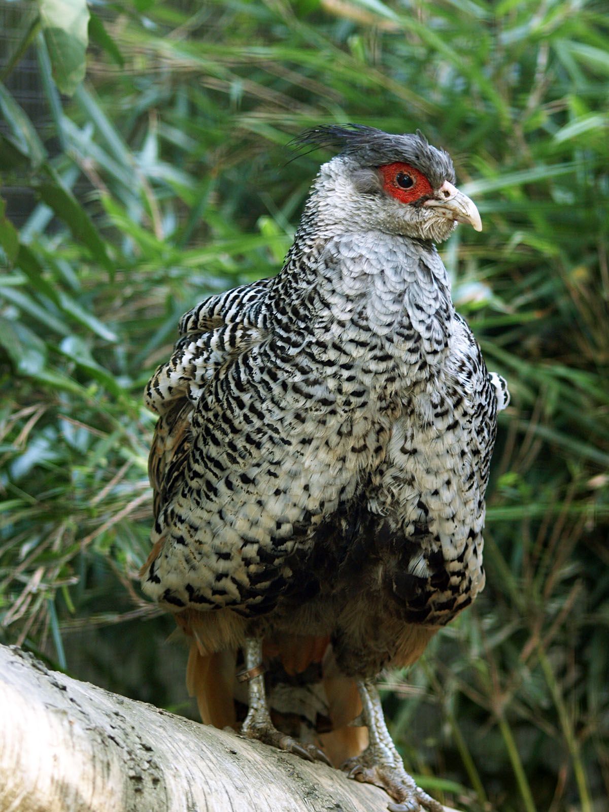 Male Cheer pheasant