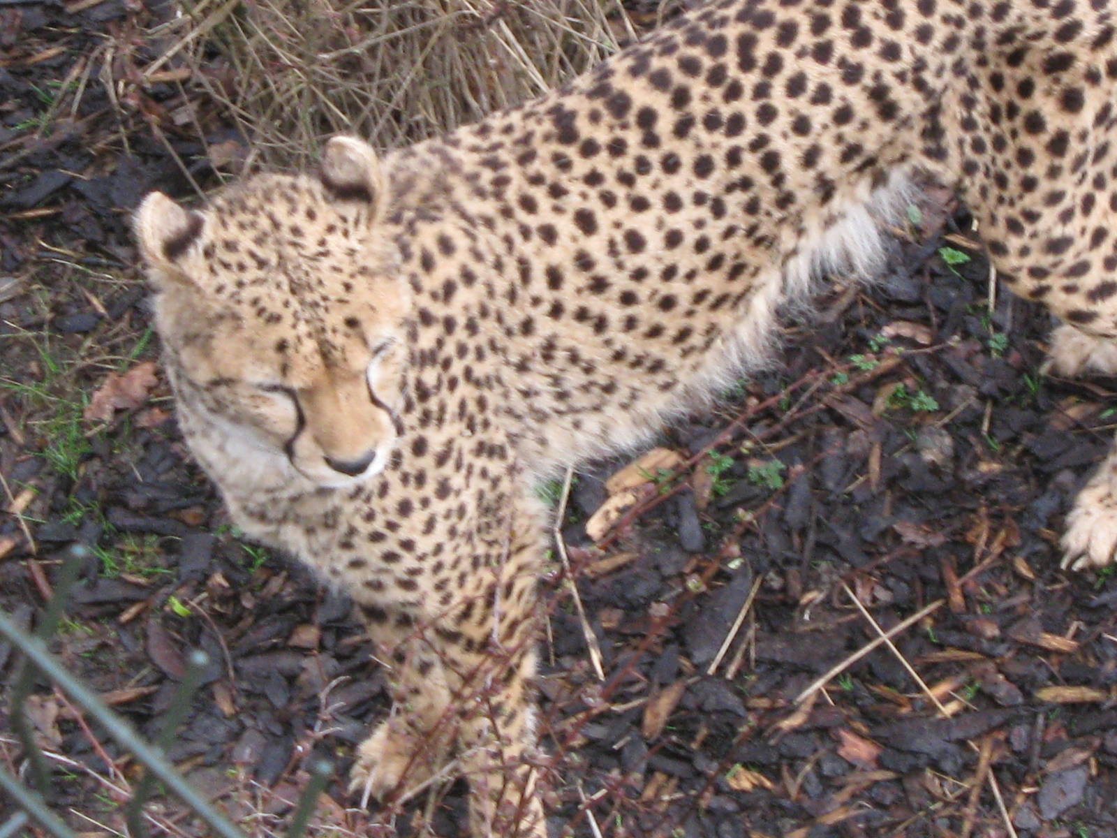 Male Cheetah 30.3.10