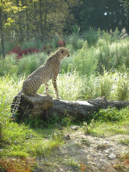 Male Cheetah at Chester
