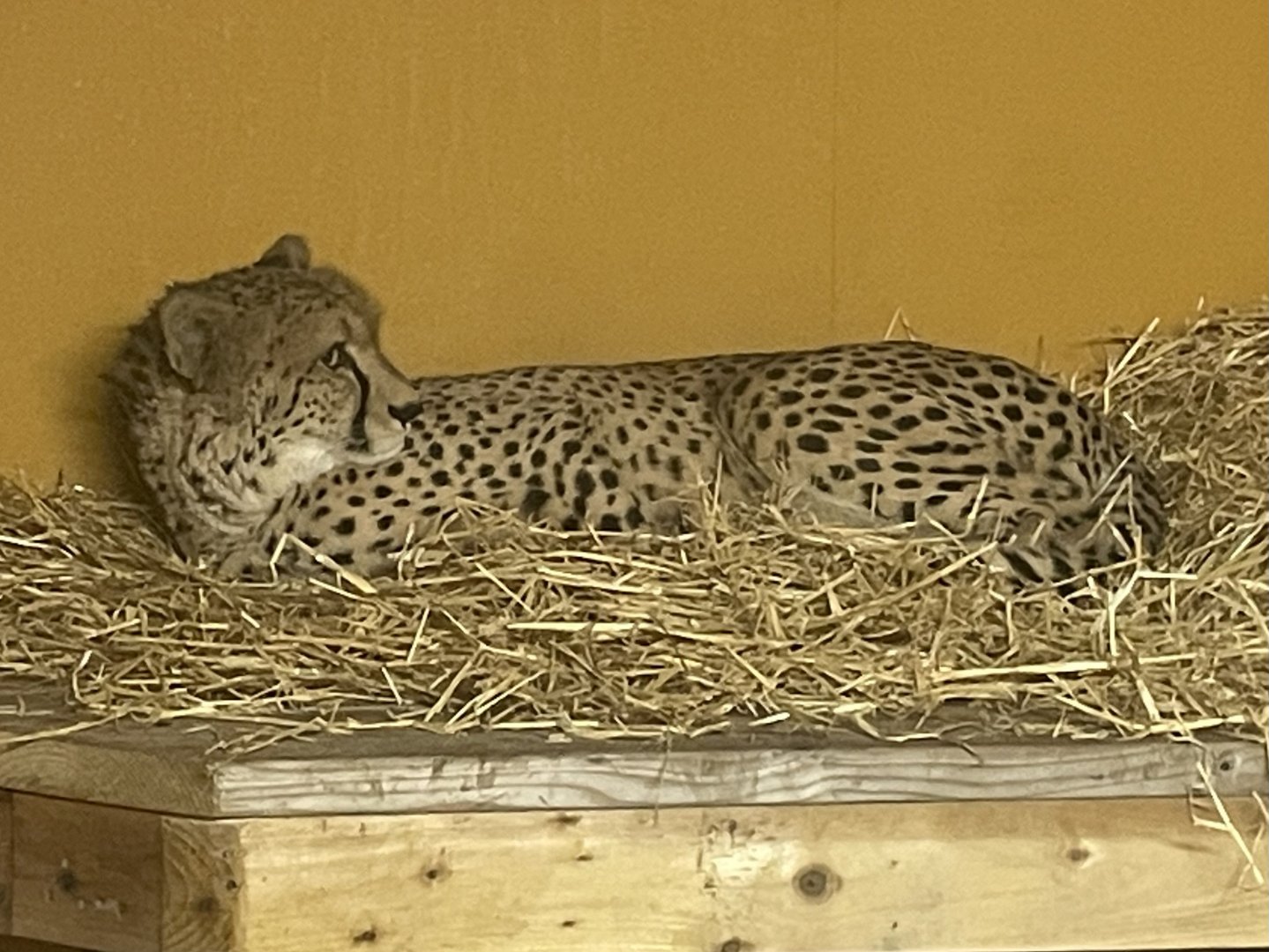 Male Cheetah, Billy