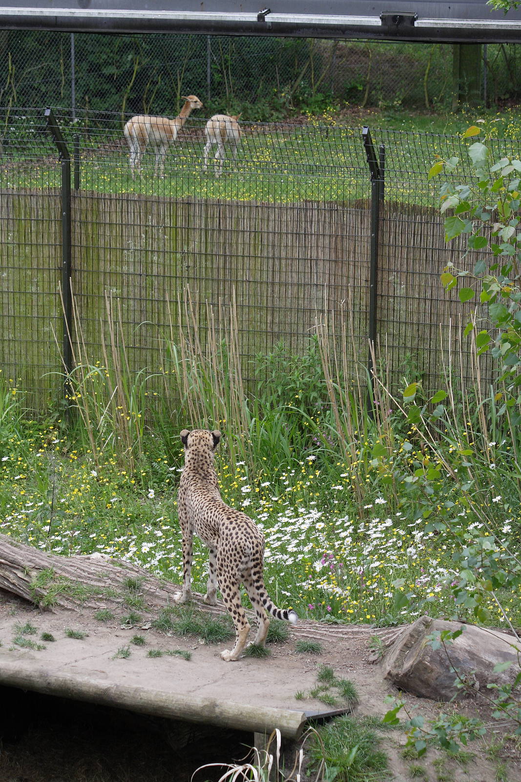 Male cheetah watching Vicuna